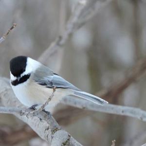 Black-capped Chickadee