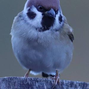 Eurasian Tree Sparrow