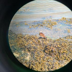 Ruddy Turnstone