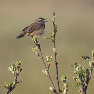 Blaukehlchen