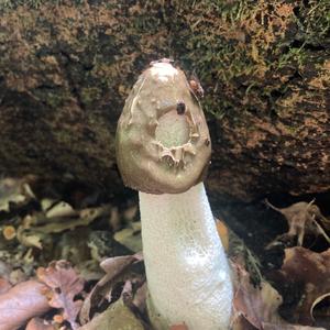 Stinkhorn, Common