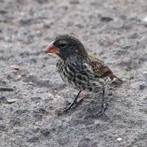 Large Ground-finch