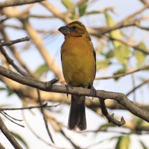 Black-thighed Grosbeak