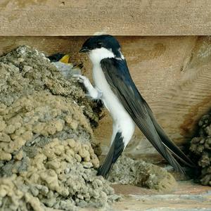 Northern House-martin