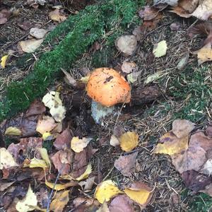 Orange Birch Bolete