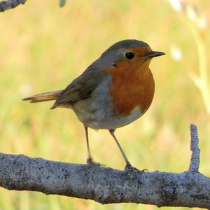 European Robin