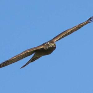 Eurasian Sparrowhawk