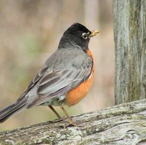 American Robin