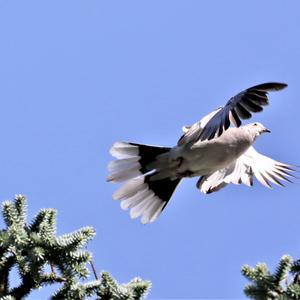 Eurasian Collared-dove