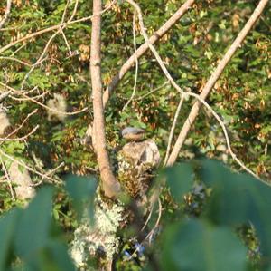 Wood Nuthatch