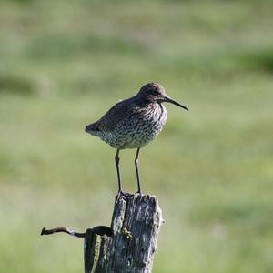 Common Snipe