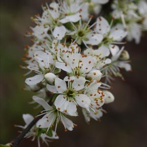 Blackthorn