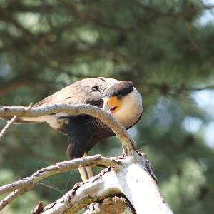 Southern Caracara