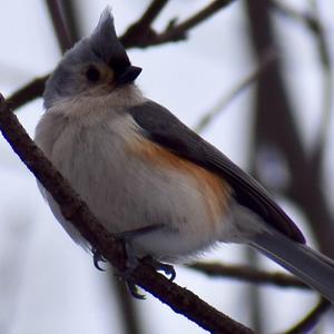 Tufted Titmouse