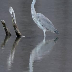 Grey Heron