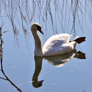 Höckerschwan