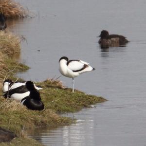 Pied Avocet