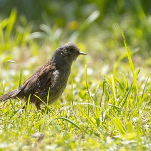 Hedge Accentor