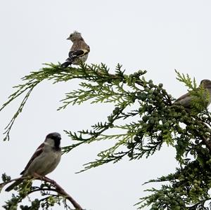 European Goldfinch