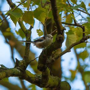 Long-tailed Tit