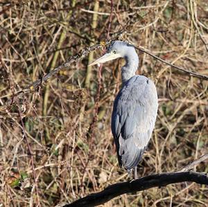 Grey Heron