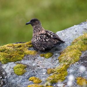 Great Skua