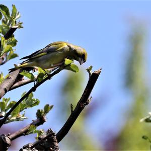 European Greenfinch