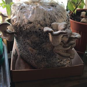 Oyster Mushroom