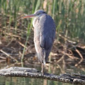 Grey Heron