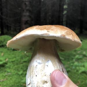 Summer Bolete