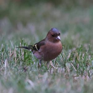 Brambling