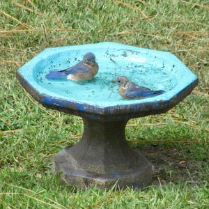 Eastern Bluebird