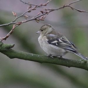 Eurasian Chaffinch