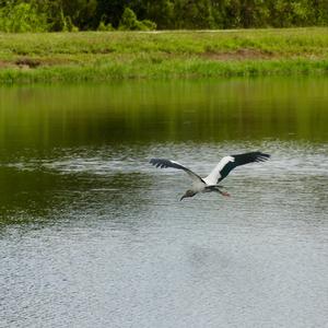 Wood Stork