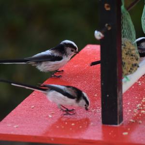 Long-tailed Tit