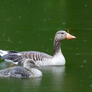 Greylag Goose