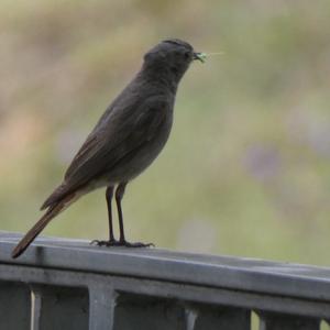 Black Redstart