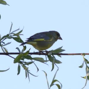 European Greenfinch