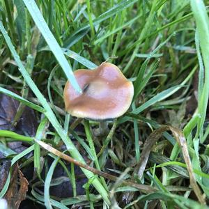 Bluing Psilocybe