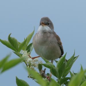 Common Whitethroat