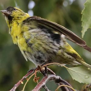 Eurasian Siskin