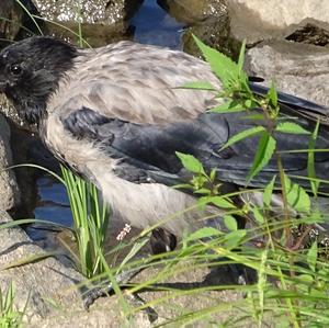 Hooded Crow