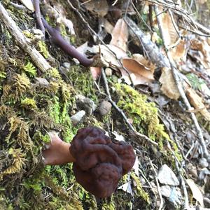 Conifer False Morel