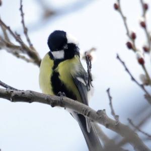 Great Tit