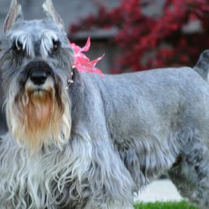 Zwergschnauzer