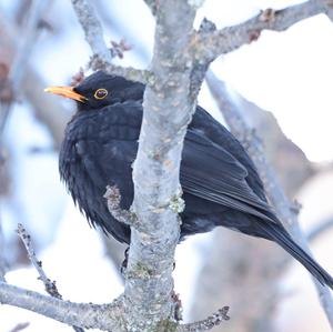 Eurasian Blackbird