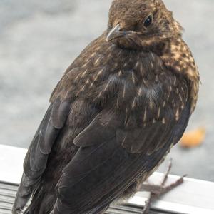 Eurasian Blackbird