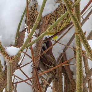 House Sparrow