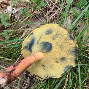 Bluing Bolete