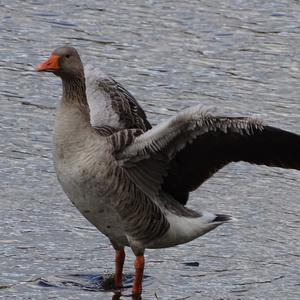 Greylag Goose